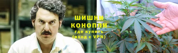 прущие грибы Осинники